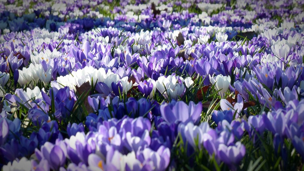 crocus, flowers, field-1261310.jpg